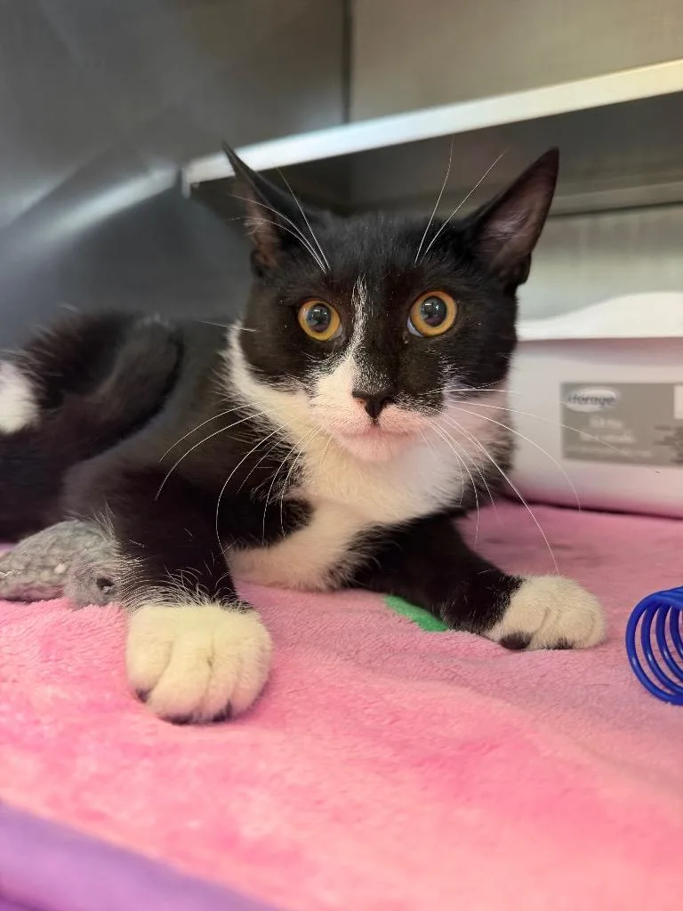 A baby medium-sized male Domestic Short Hair cat named Solace for adoption in Pomona, NY
