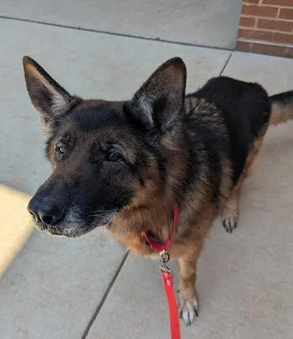 An adult large-sized male Mixed Breed dog named Atlas for adoption in Fairfax, VA