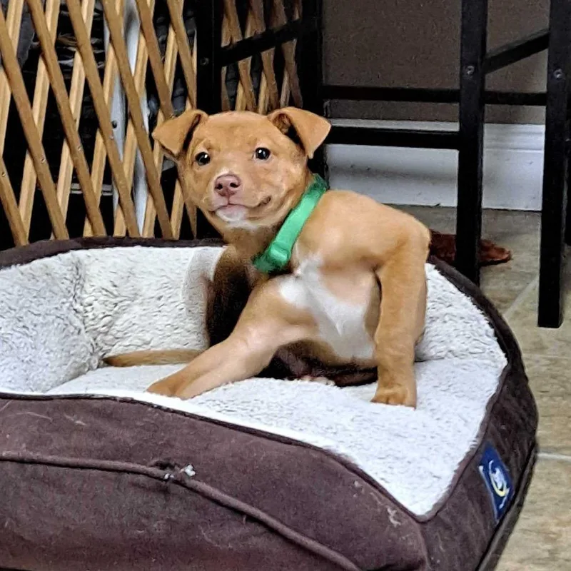 A baby small-sized male Yellow / Tan / Blond / Fawn Mixed Breed dog named Moe for adoption in Glenfield, NY