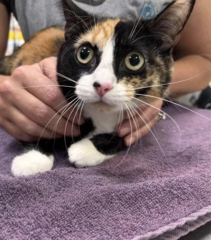 An adult medium-sized female Domestic Short Hair cat named Tina for adoption in Fishers, IN