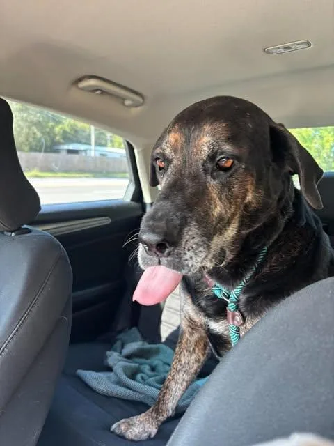 A senior large-sized male Coonhound dog named Duke for adoption in Independence, MO