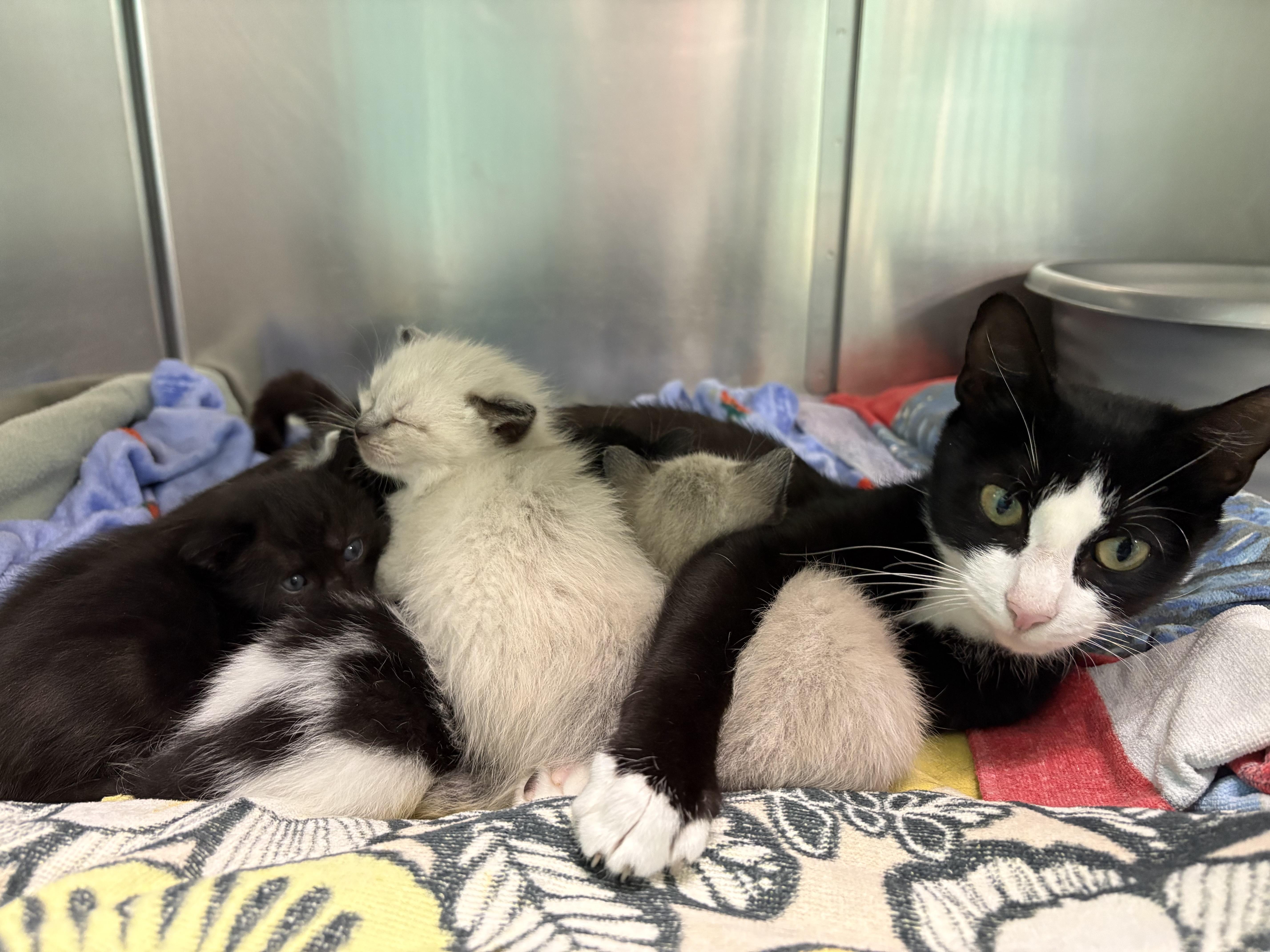 A young medium-sized female Domestic Long Hair cat named Coco Cola for adoption in Richboro, PA