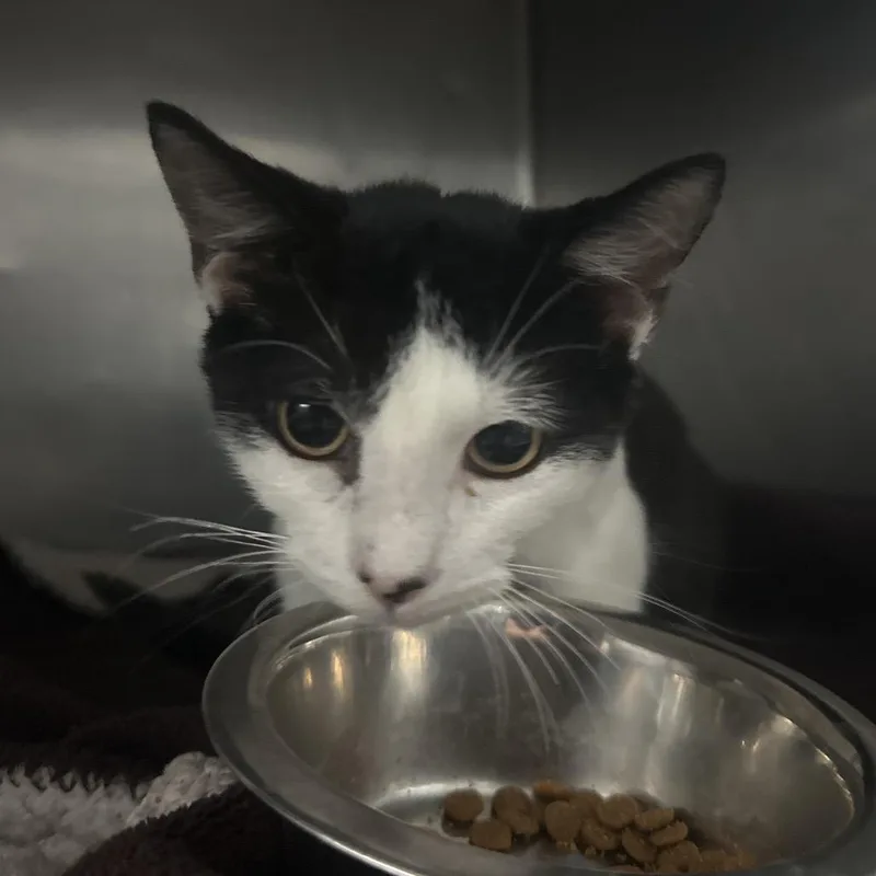 A baby medium-sized female Black Domestic Short Hair cat named Mittens for adoption in Lakeland, FL