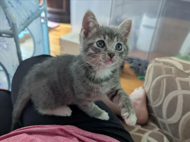 A baby small-sized female Domestic Short Hair cat named Maserati for adoption in Chapel Hill, NC