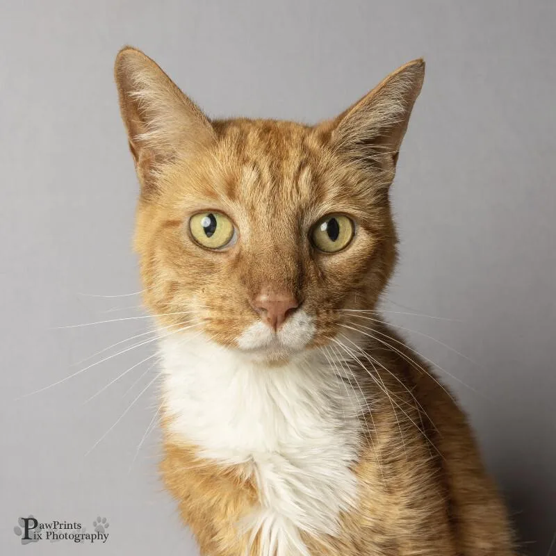An adult medium-sized male Tabby (Orange / Red) Domestic Short Hair cat named Champawat for adoption in Maryville, TN