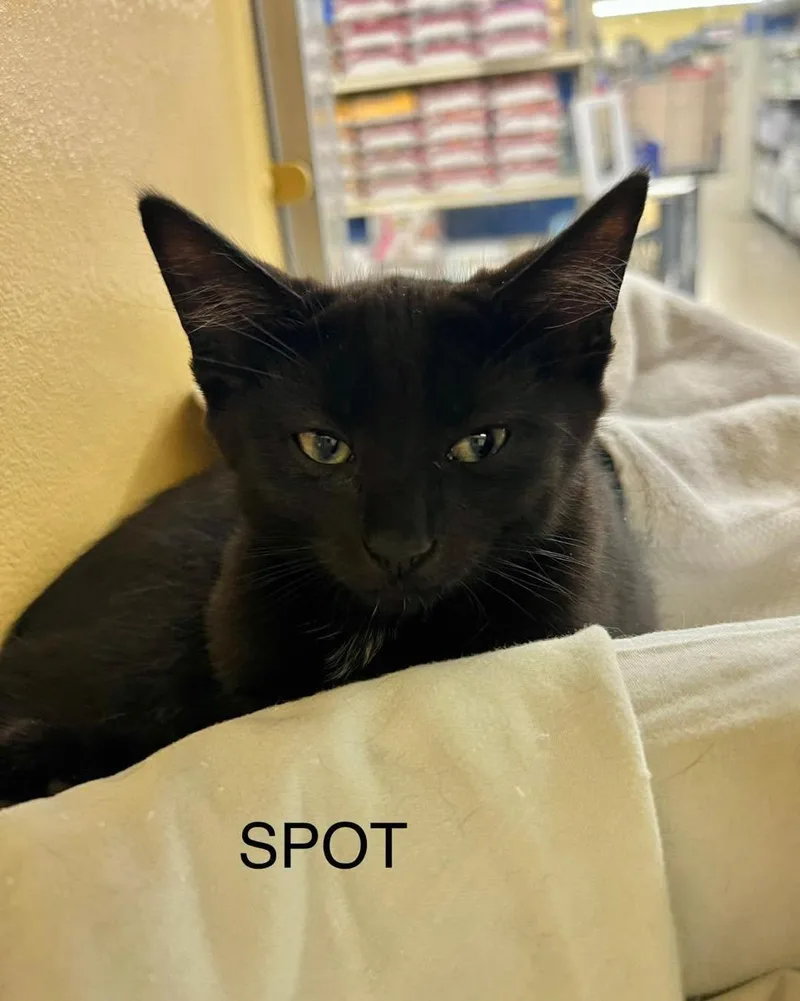 A young medium-sized male Black Domestic Short Hair cat named Spot for adoption in Spring Lake, NJ