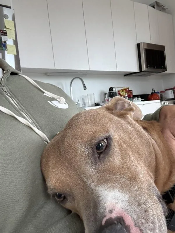 A senior medium-sized male Mixed Breed dog named Buster for adoption in New York, NY