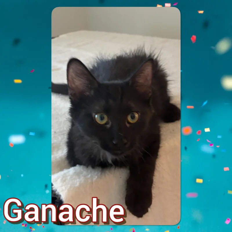 A baby small-sized female Domestic Short Hair cat named Ganache for adoption in Tucson, AZ