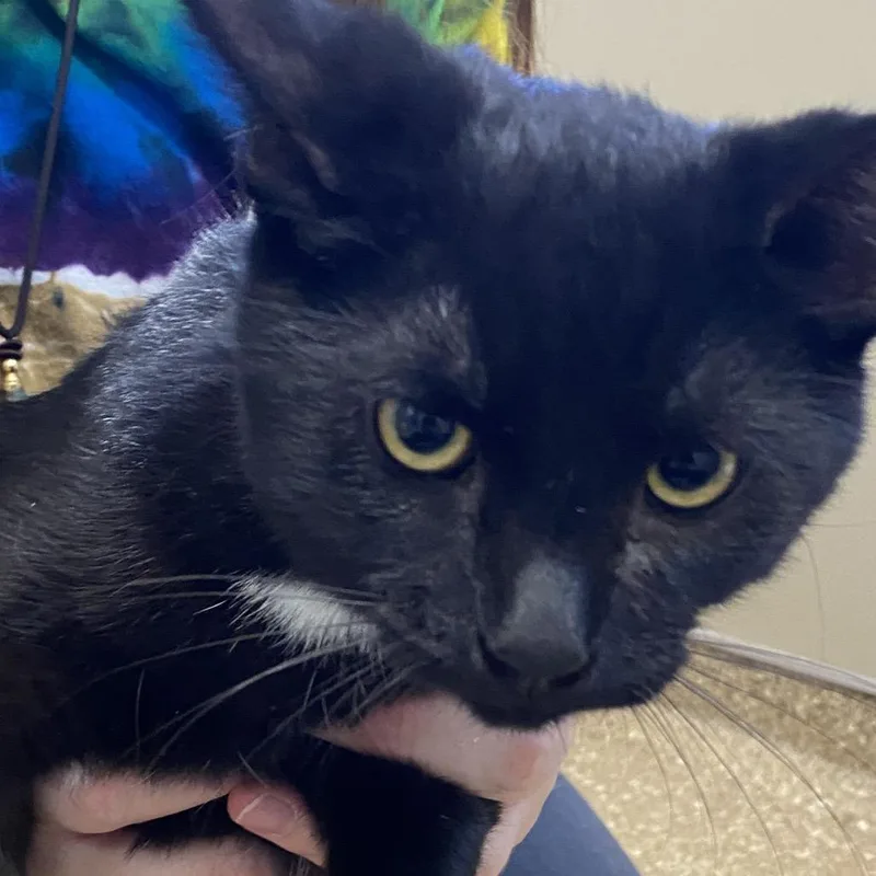 A baby small-sized male Black Domestic Short Hair cat named Dexter for adoption in Sonoma, CA