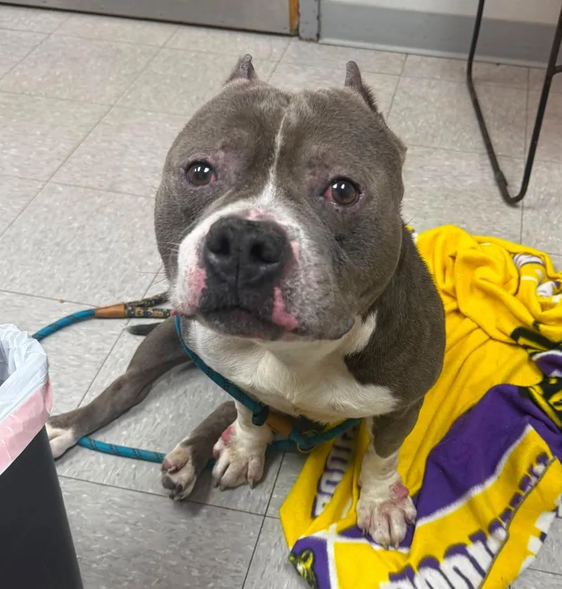 A young medium-sized male Pit Bull Terrier dog named Roker for adoption in Sorrento, LA