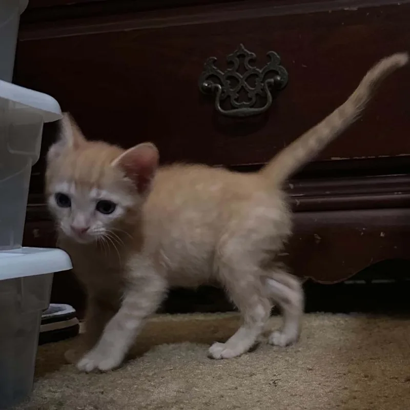 A baby small-sized female Orange / Red Domestic Short Hair cat named Gemma for adoption in Huntington, WV