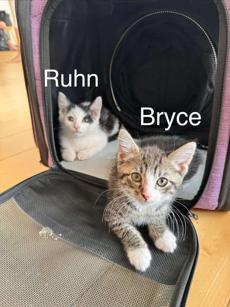 A baby medium-sized male Black & White / Tuxedo Tabby cat named Jesiba Ruhn for adoption in Laurel, MD