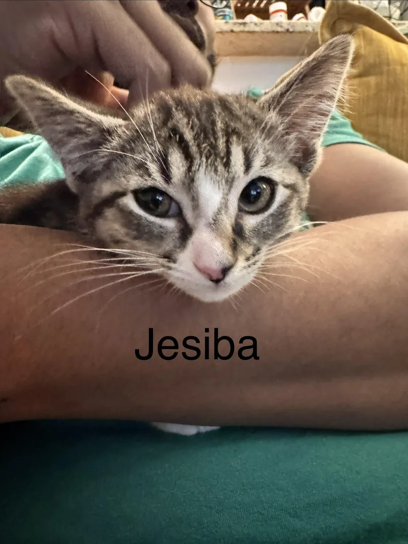 Jesiba  Ruhn  thumbnail 5