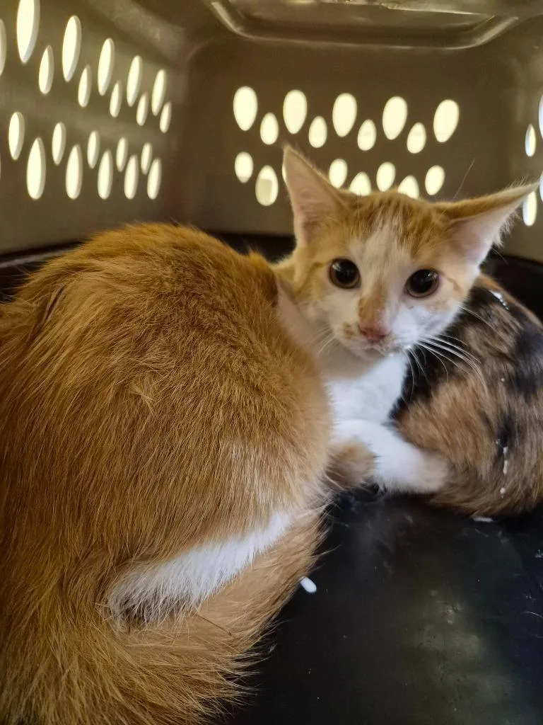 A baby small-sized female Domestic Short Hair cat named Katniss for adoption in Crossville, TN