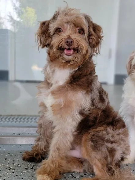 An adult small-sized male Merle (Red) Aussiedoodle dog named Logan for adoption in Hornell, NY