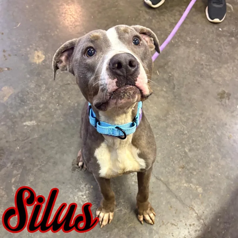 A young large-sized male Pit Bull Terrier dog named Silus for adoption in Hillsboro, OH
