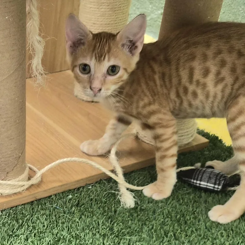 A baby small-sized male Orange / Red Domestic Short Hair cat named Flash for adoption in Las Cruces, NM