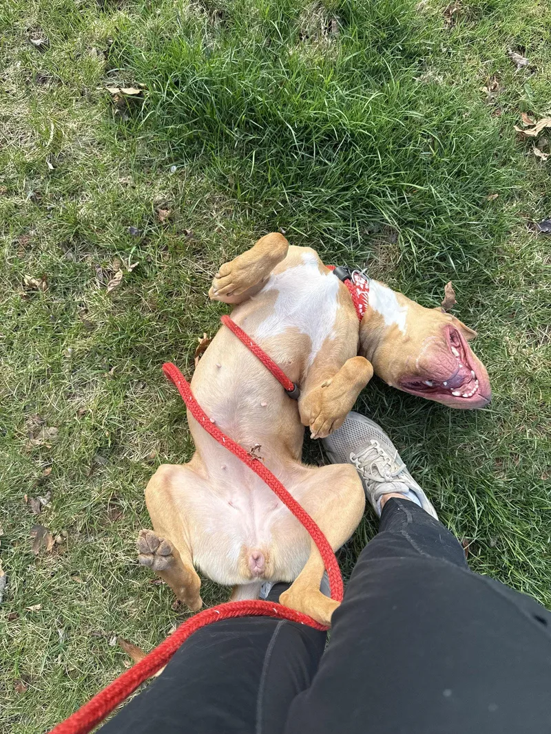 Sketchers thumbnail 2