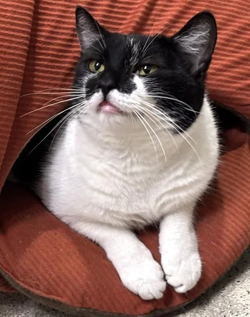 A young medium-sized female Domestic Short Hair cat named Lulabelle for adoption in Dedham, MA