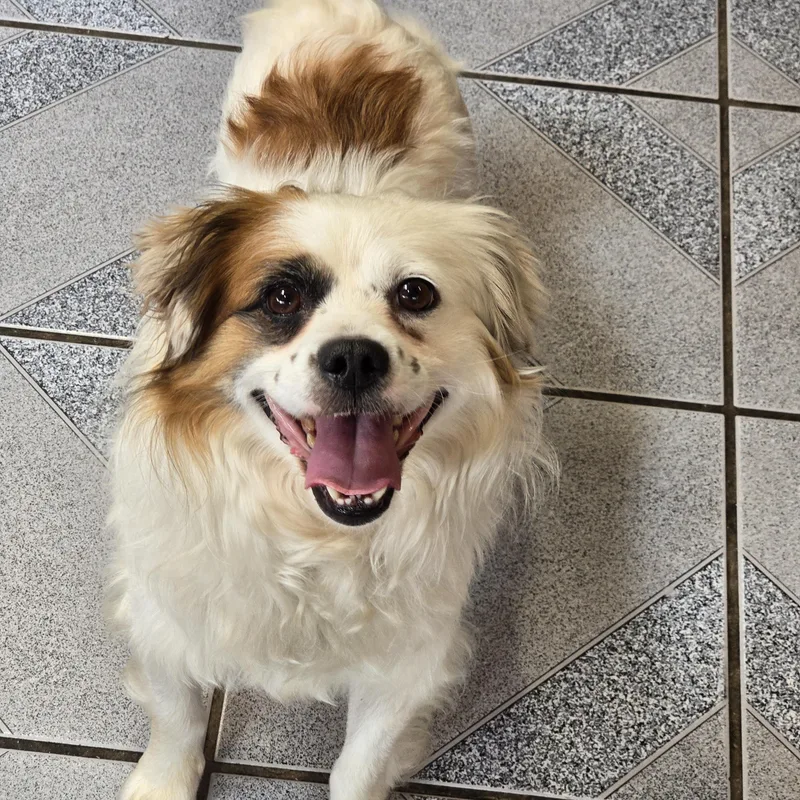 An adult small-sized male Tricolor (Brown, Black, & White) Mixed Breed dog named Pesto for adoption in Normal, IL
