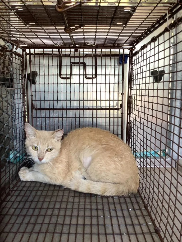 A young medium-sized female Domestic Short Hair cat named Orange for adoption in New Braunfels, TX