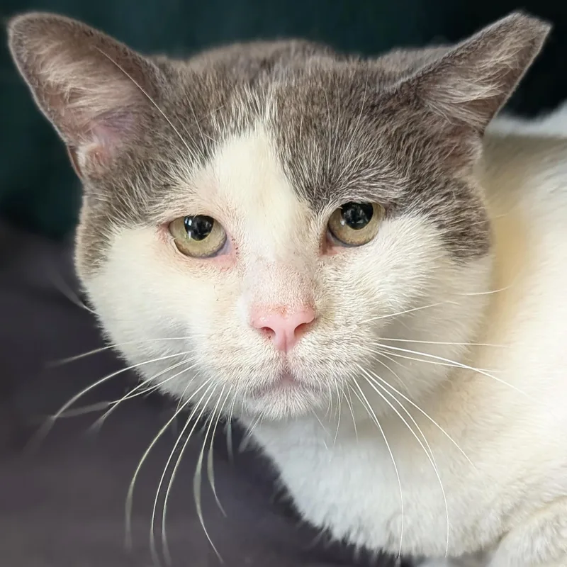 An adult medium-sized male Gray & White Domestic Short Hair cat named Peanut Buster Parfait  for adoption in Jefferson, WI