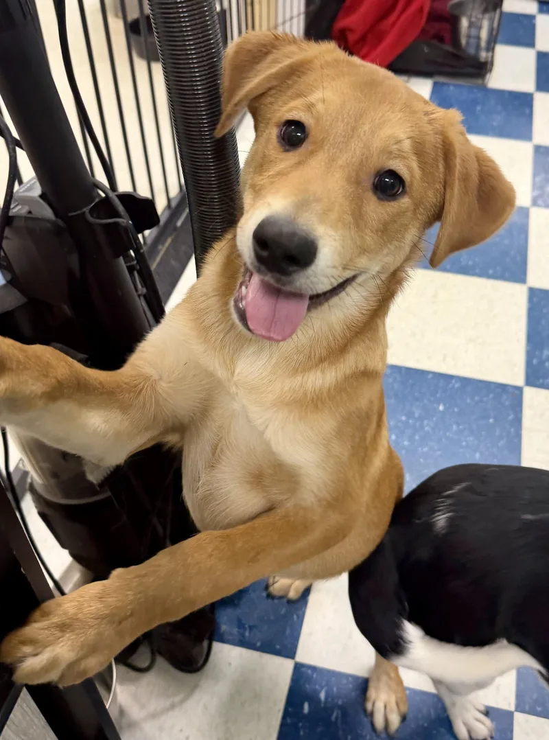 A baby medium-sized male Beagle dog named Commander for adoption in Auburn, AL