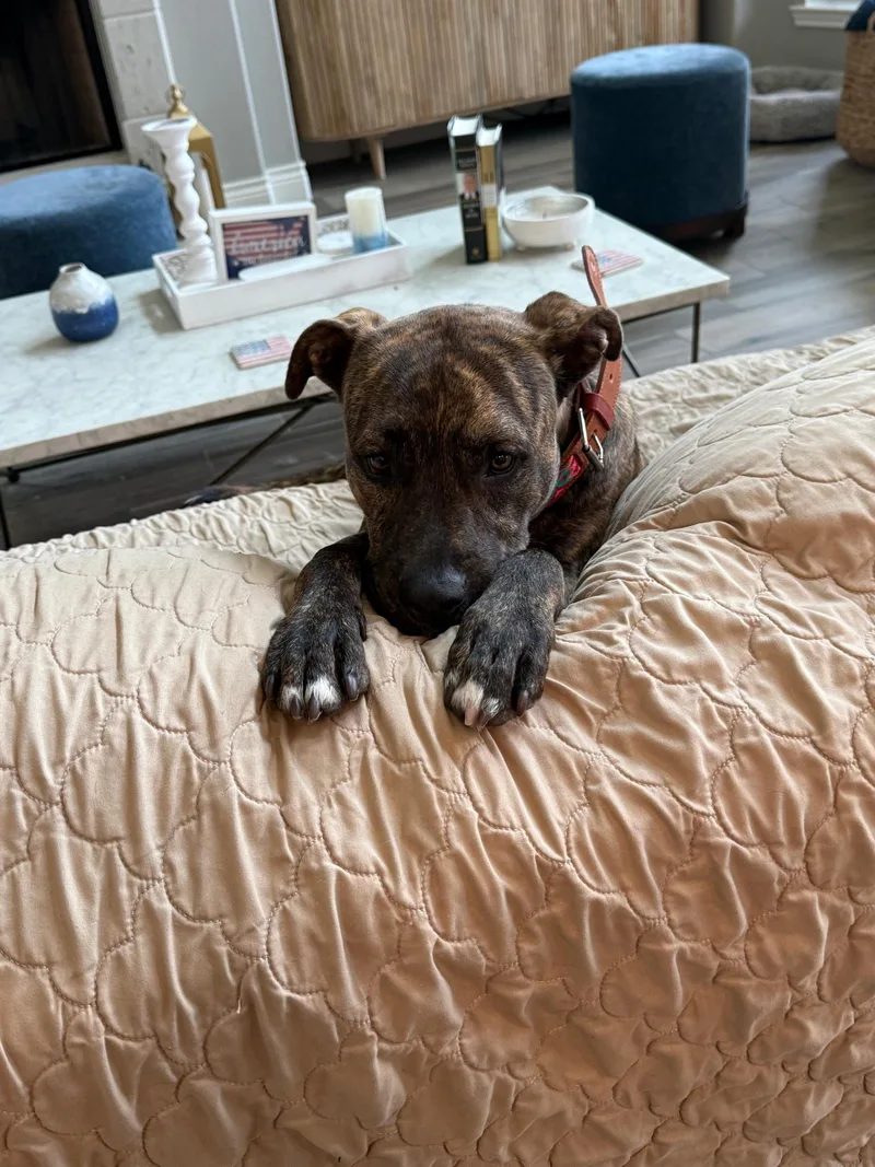 A baby medium-sized male Brindle American Staffordshire Terrier dog named Jack for adoption in Humble, TX