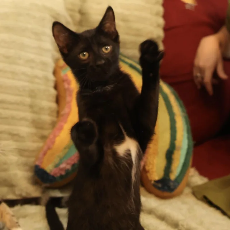 Bear Bear M&Ms thumbnail 2