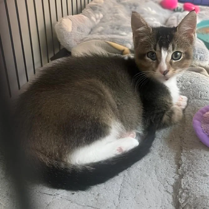A baby small-sized female Brown / Chocolate Domestic Short Hair cat named Baler for adoption in Wichita, KS