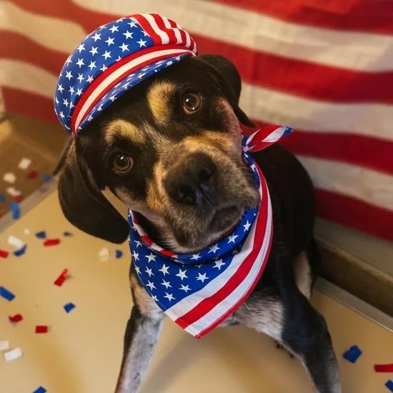 An adult medium-sized male Black American Bulldog dog named Everett for adoption in Hinesville, GA