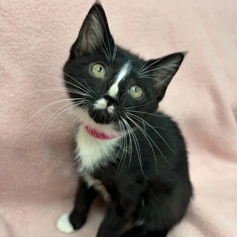 A baby small-sized female Black Domestic Short Hair cat named Betty for adoption in West Point, MS