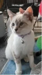 A baby medium-sized female Domestic Short Hair cat named Eleanor for adoption in St. Cloud, MN