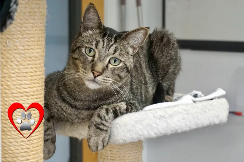 A senior medium-sized male Domestic Short Hair cat named Orson for adoption in Fountain Hills, AZ