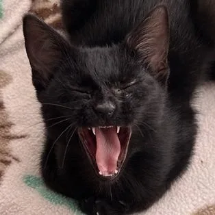 A baby small-sized male Black Domestic Short Hair cat named Bean C for adoption in Minnetonka, MN