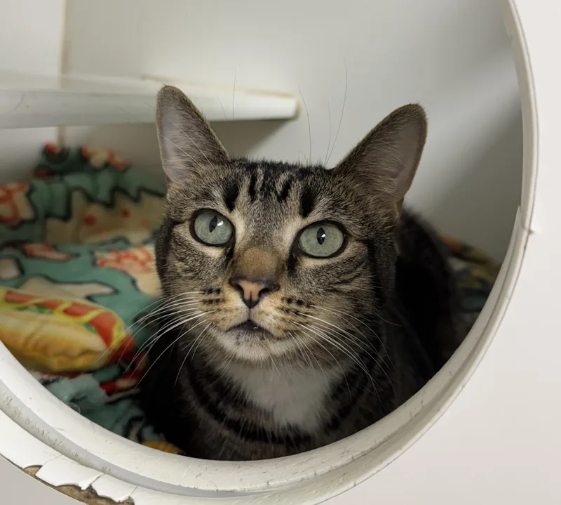 An adult large-sized female Domestic Short Hair cat named Rosa for adoption in Reisterstown, MD