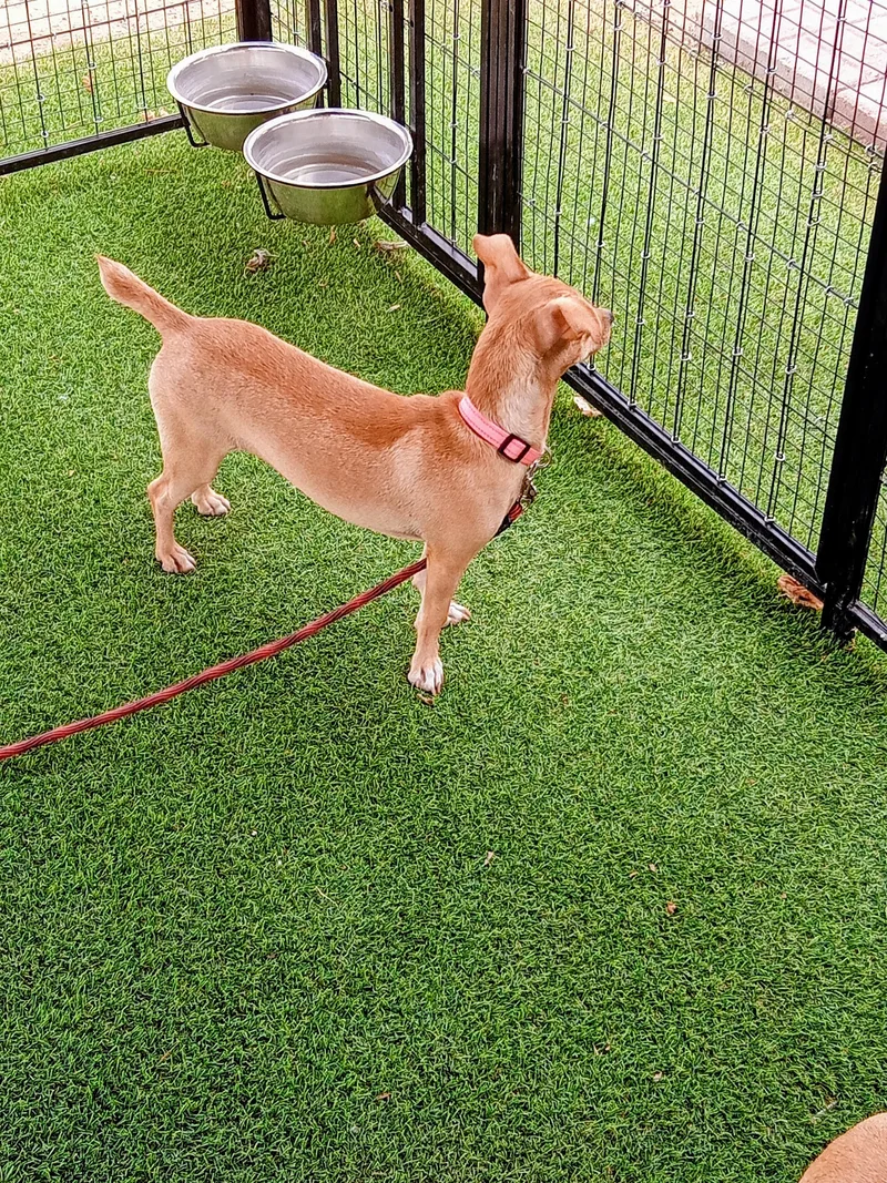 A baby small-sized female Golden Chihuahua dog named Lucille for adoption in Albuquerque, NM