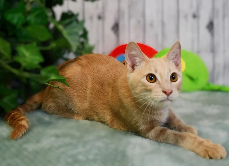 A baby medium-sized male Domestic Short Hair cat named Simba for adoption in Roanoke, TX
