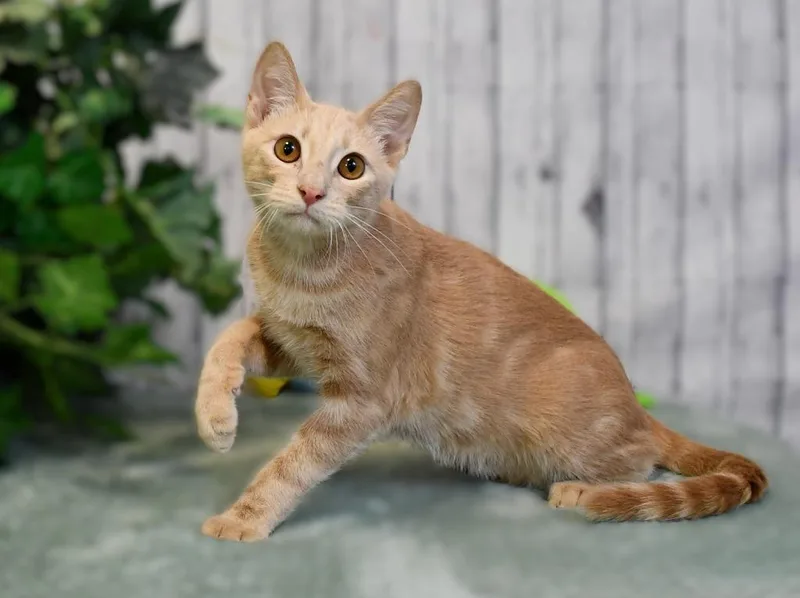 Simba thumbnail 2