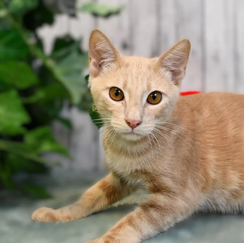 Simba thumbnail 3