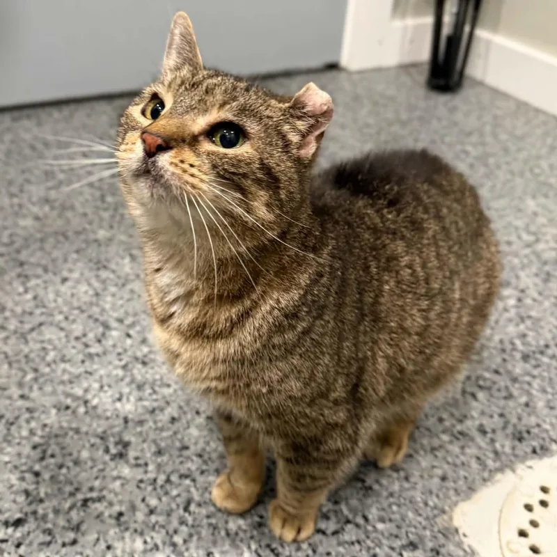 Mitzi