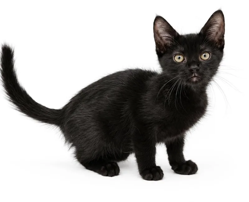A baby small-sized male Bombay cat named CABBAGE is the sweetest for adoption in Bedford Hills, NY