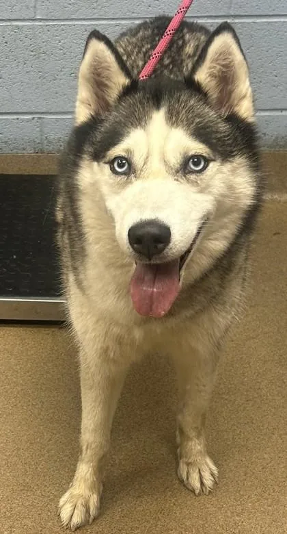 An adult large-sized female Mixed Breed dog named Ice Spice for adoption in Chamblee, GA
