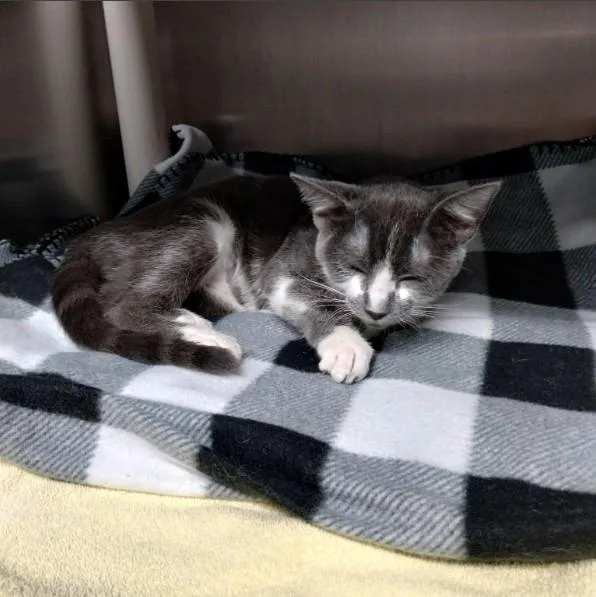 A baby small-sized female Domestic Short Hair cat named A for adoption in Alameda, CA