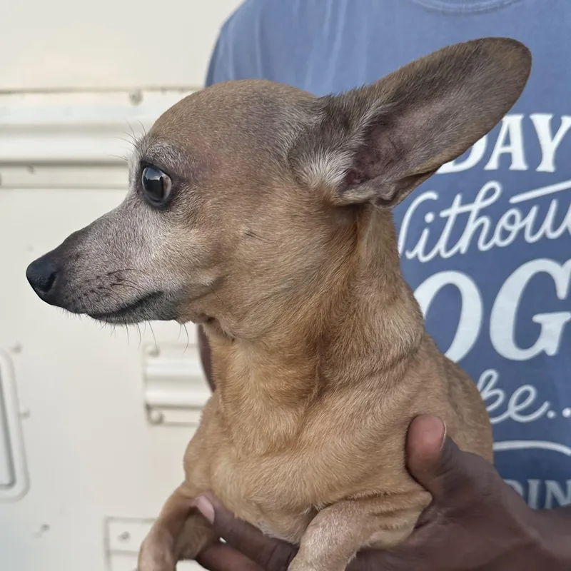 A senior medium-sized male Dachshund dog named Tonto Local November for adoption in Brookshire, TX