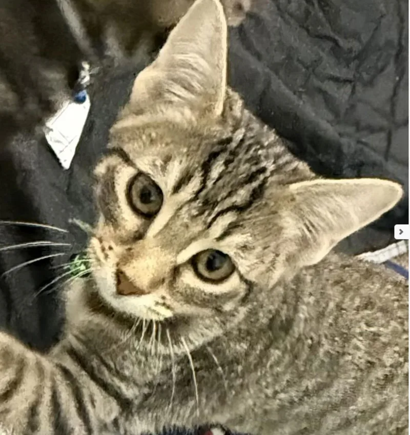 A young medium-sized female Domestic Short Hair cat named Madame Butterfly Juliet for adoption in Frisco, TX