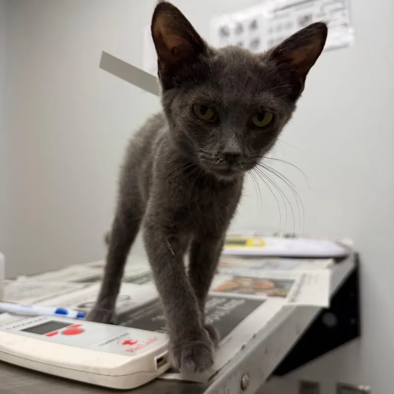 A young small-sized male Domestic Short Hair cat named Jacobean for adoption in Jacksonville, FL