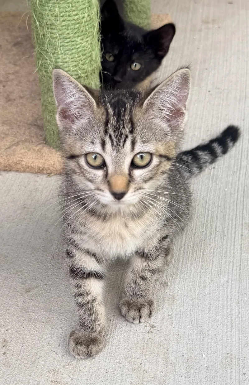 A baby small-sized female Gray / Blue / Silver Tabby cat named Bambi for adoption in Pittsburgh, PA