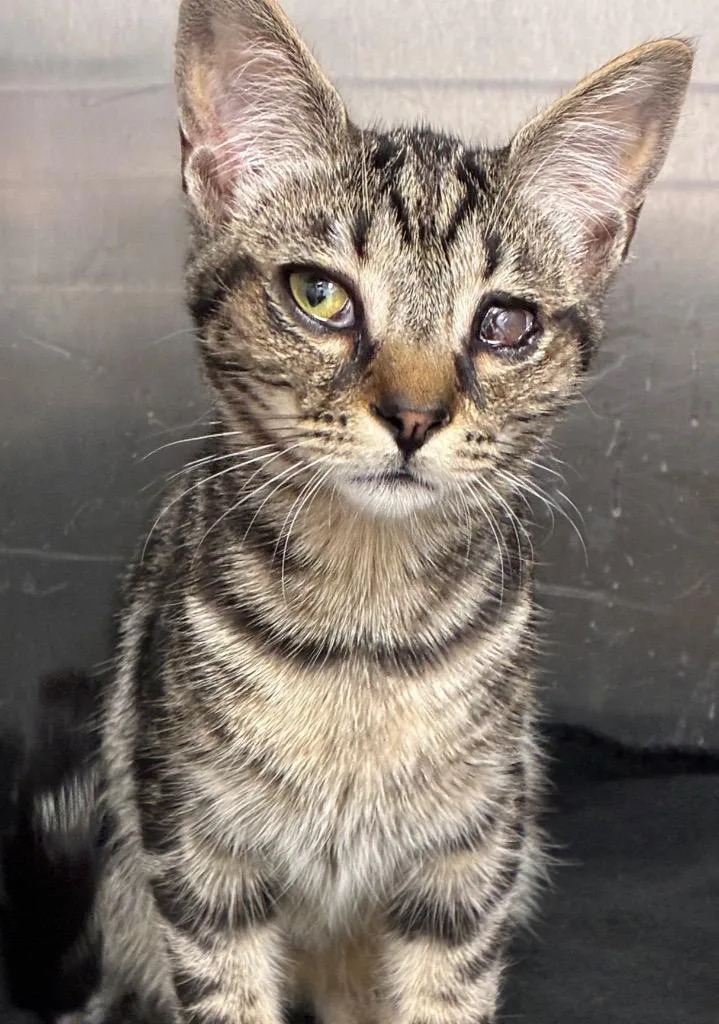 A baby small-sized male Domestic Short Hair cat named Alfalfa for adoption in Hartsville, SC