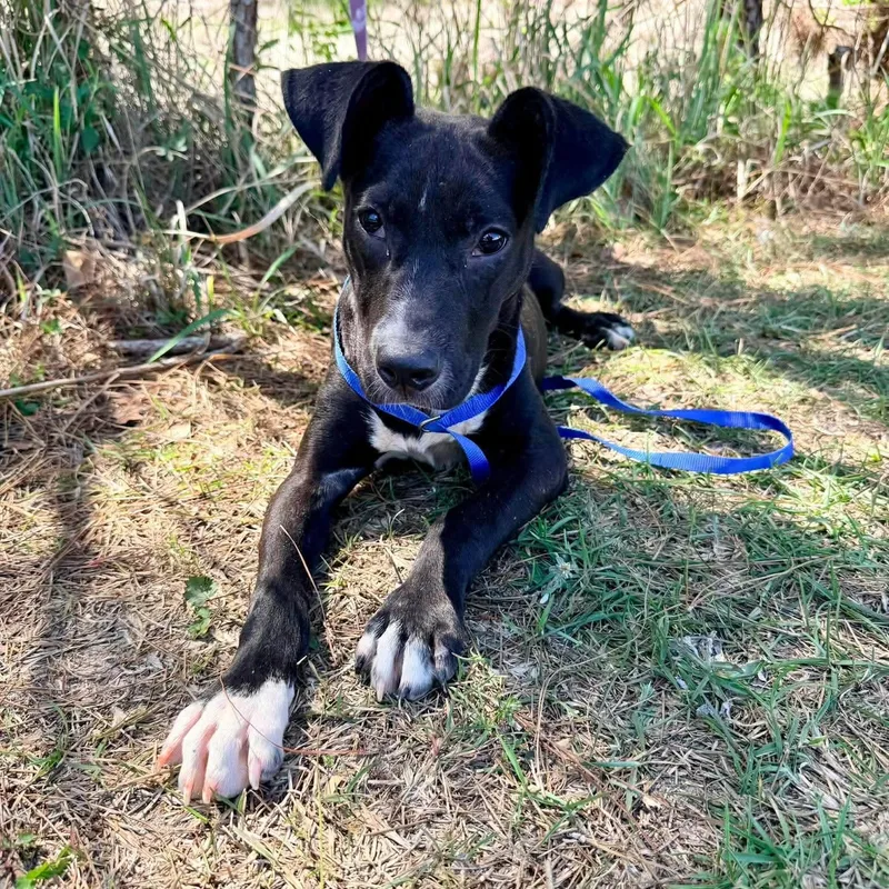 A baby medium-sized female Black Labrador Retriever dog named Shayla for adoption in Foley, AL